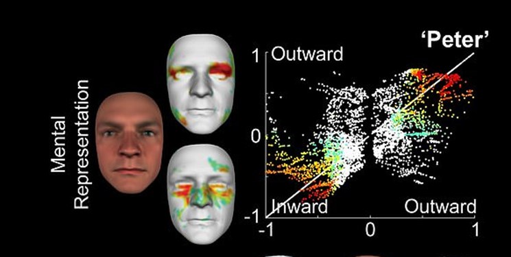 بازسازی تصاویر ذهنی افراد از چهره‌ها با هک کردن مغز